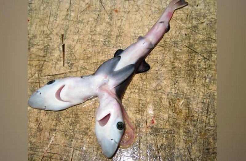 绒毛鲨鱼幼崽图片图片