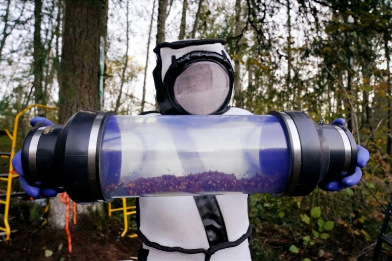 Workers-Eradicate-First-Nest-Of-‘Murder-Hornets-Found-In-US.jpg