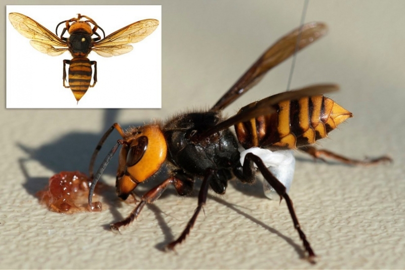 Murder-hornets-invade-US-as-first-nest-is-found-in-Washington-State-using-tiny-trackers-on-deadly-insects.jpg