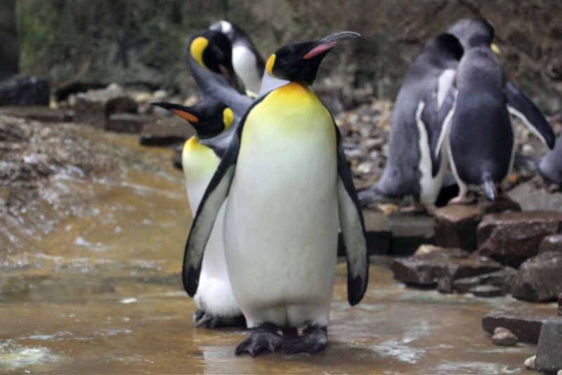 pinguin-wuppertaler-zoo-1072016--18268.jpg